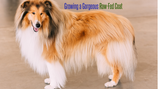 Natural Tips for Growing a Gorgeous Raw-Fed Coat