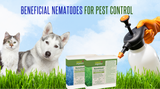 Beneficial Nematodes for Pest Control