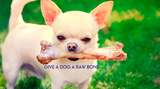 Understanding the Link Between Pet Anxiety and Diet
