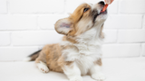 The Essentials of Raw Feeding for Puppies