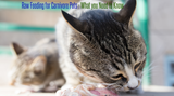 Raw Feeding Carnivores - What You Really Need to Know