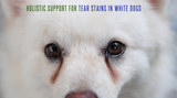 Why White Dogs Get Tear Stains – And How to Prevent Them Naturally
