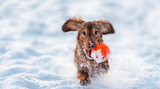 Things to Do With Your Dogs In Winter