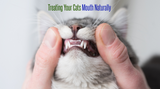 Treating  Your Cats Mouth Health Naturally