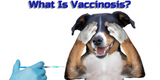  Vaccinosis: Why It’s Best to Avoid Vaccinating our Dogs and Cats