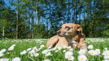 Why Switch To Holistic Pet Care? 