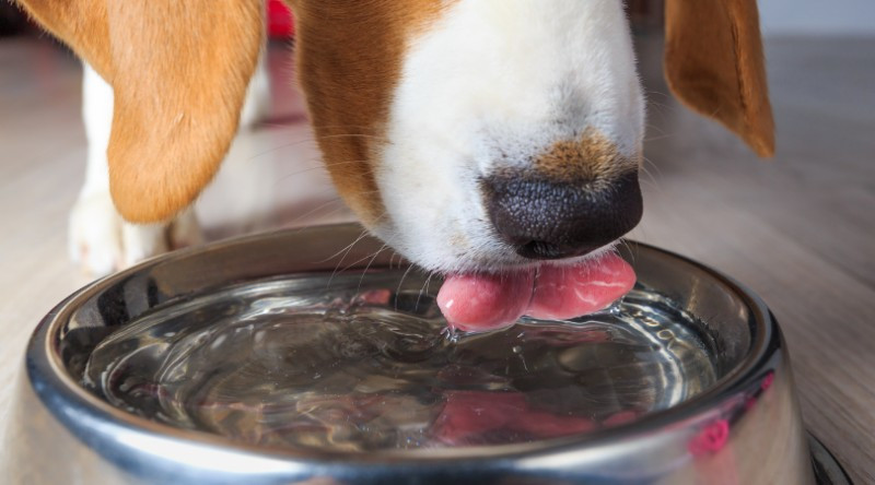 Is Distilled Water Safe For Pets Holistic Pet Care
