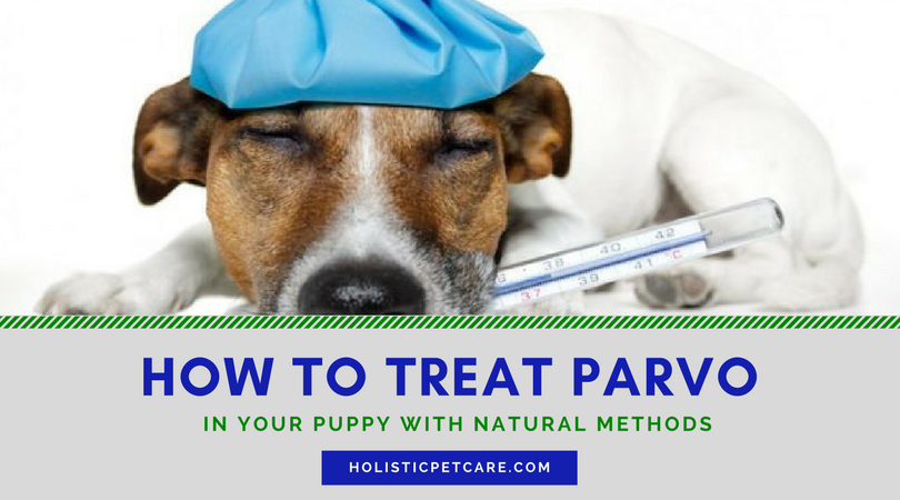 parvo cure home remedies