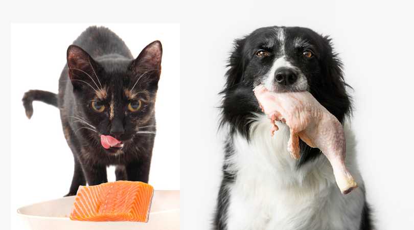 are dogs and cats carnivores