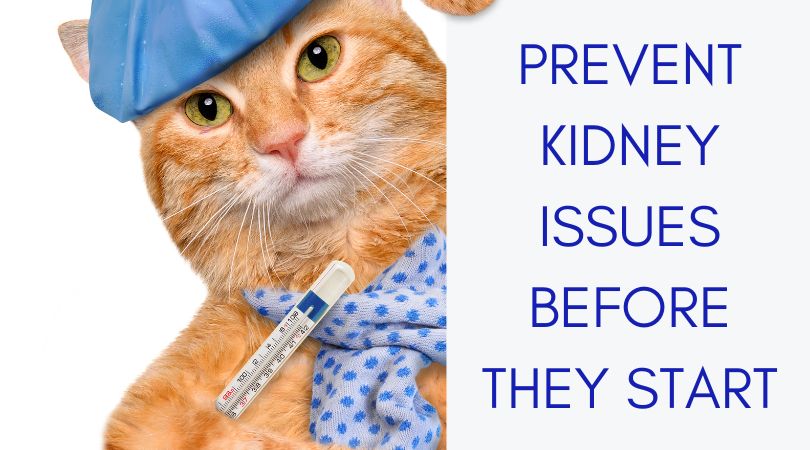 Image showcasing Natural Treatments to Help Kidney Disease in Cats - Holistic Pet Care