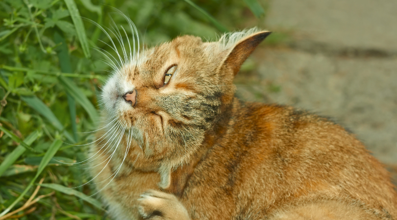Holistic Treatments For Frenetic Cats Reference: Natural Flea Treatments For Cats A Comprehensive Guide
