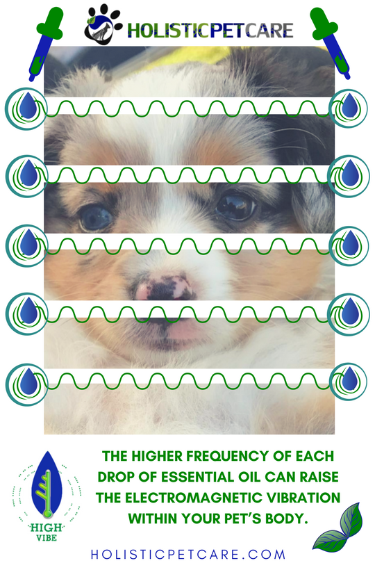 higher-frequency-of-essential-oils-1-.png