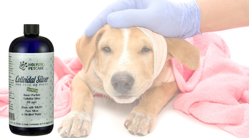 Parvovirus Treatment In Puppies Holistic Pet Care