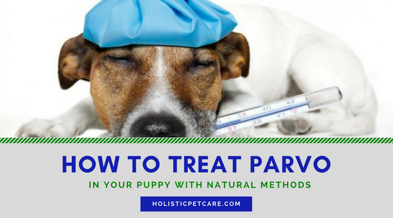 natural cure for parvo