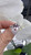 18ct white Gold ring featuring a 2.75 carat natural sapphire and natural Diamonds