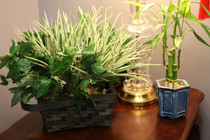 Plant Hidden Camera w/ Wifi Remote View (60-Day Standby Battery)