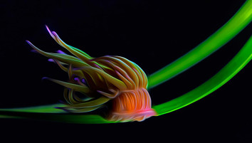 Nauticam Close-Up Lenses