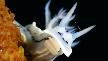 Close-up Lens Testing with Nauticam NA-70D in Lembeh