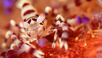Close-up lens testing with Nauticam NA-D7100 in Lembeh Close-up lens testing with Nauticam NA-D7100 in Lembeh