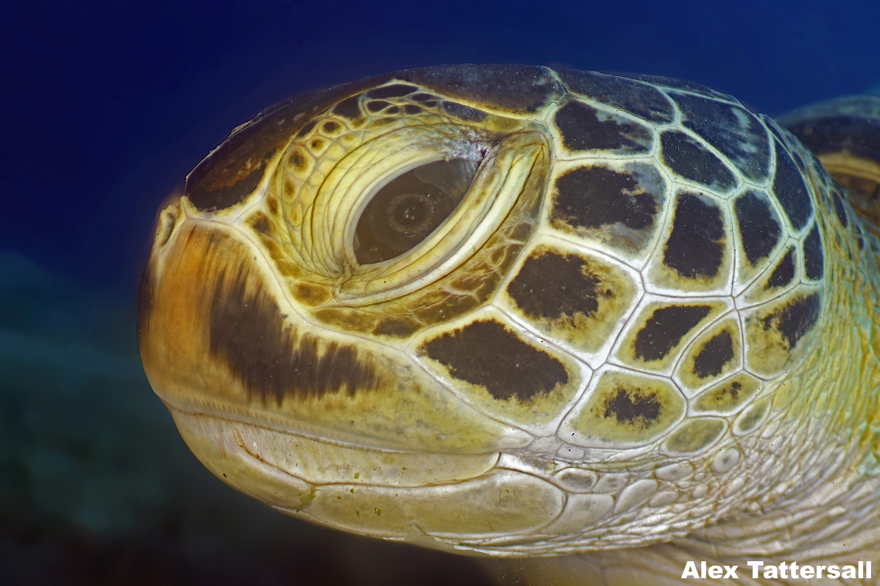 The amazing Nauticam EMWL-1 lens in the Red Sea