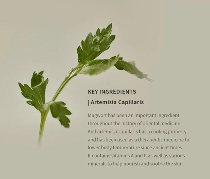 Beauty of Joseon Matte Sun Stick Mugwort and Camelia SPF50+ PA++++ moisturise and smooth skin