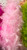 Feather Boa 2 yd 