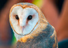 Owl, Barn - Postcard