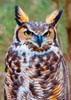 Owl, Great Horned - Postcard