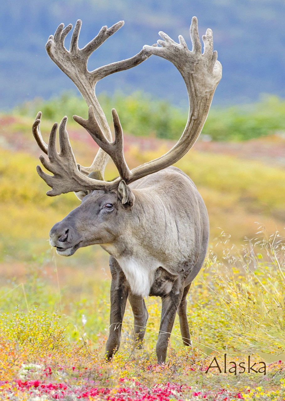 Caribou 2 - Postcard Alaska - Authentic Cards, Inc.
