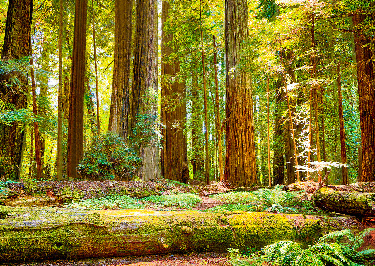 Image result for redwood national park