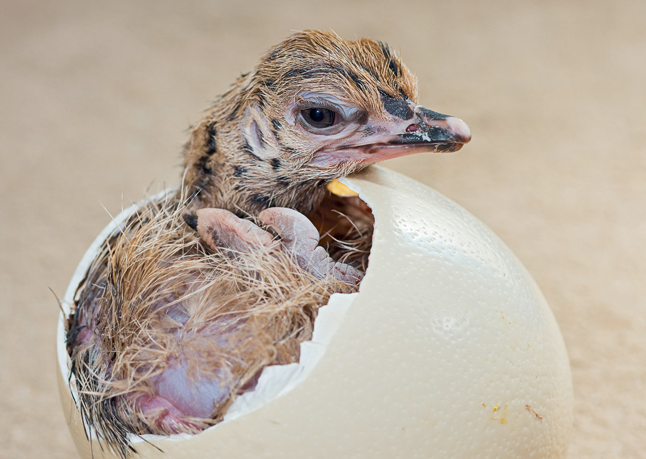 Landing - Real Ostrich