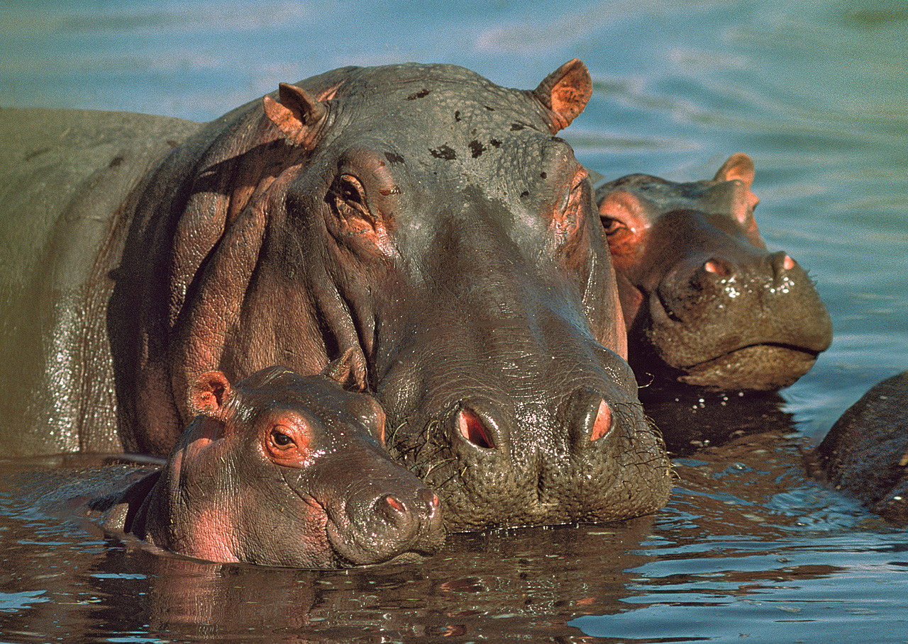 Hippopotamus Family - Postcard - Authentic Cards, Inc.