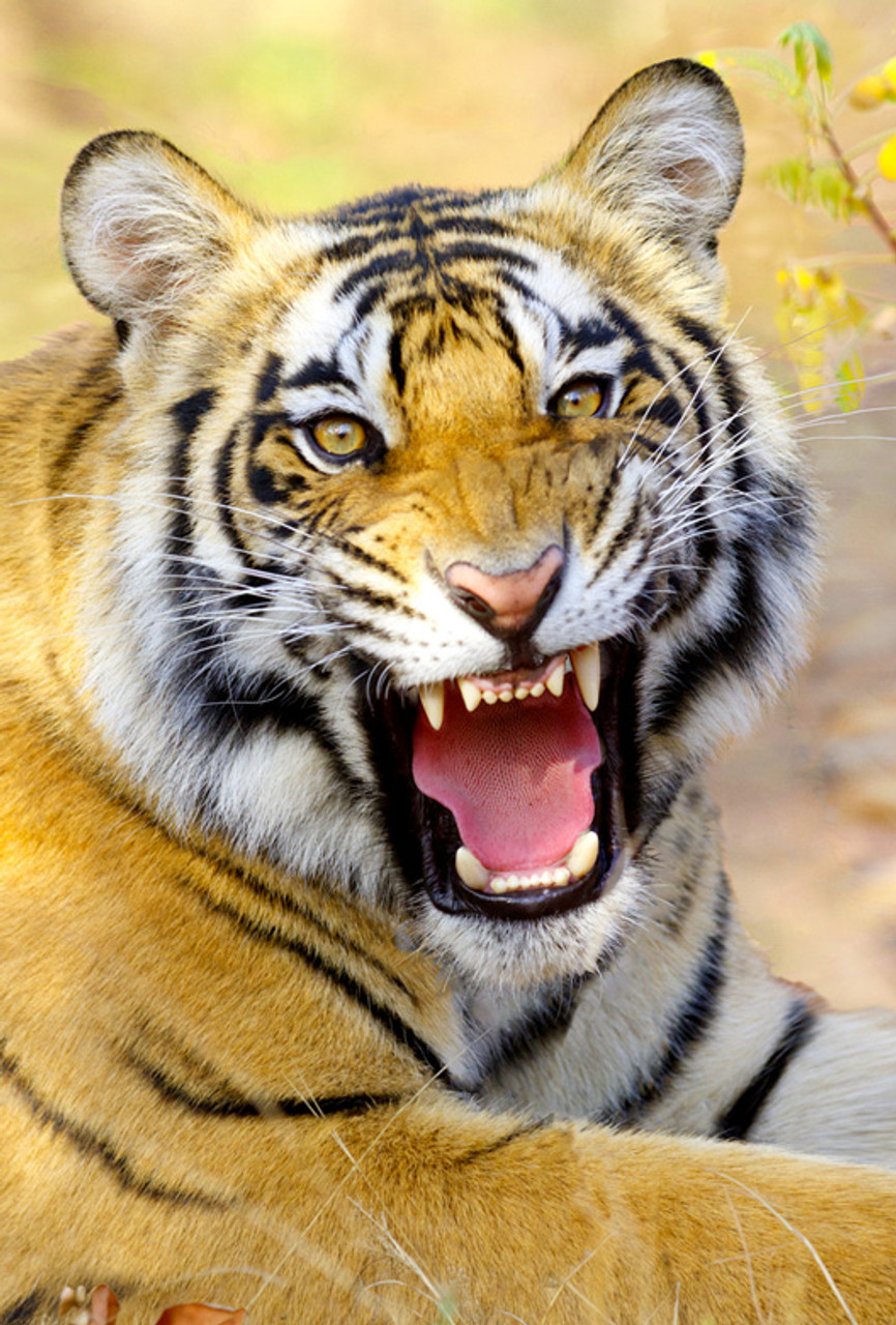 siberian tiger roaring