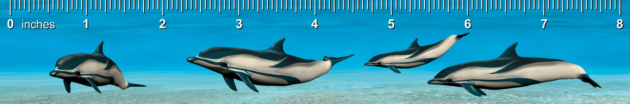 Dolphin, Striped - Ruler (in) - Authentic Cards, Inc.