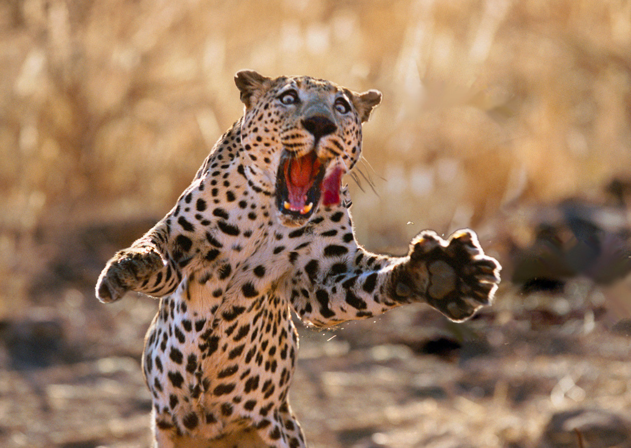 leopard pouncing