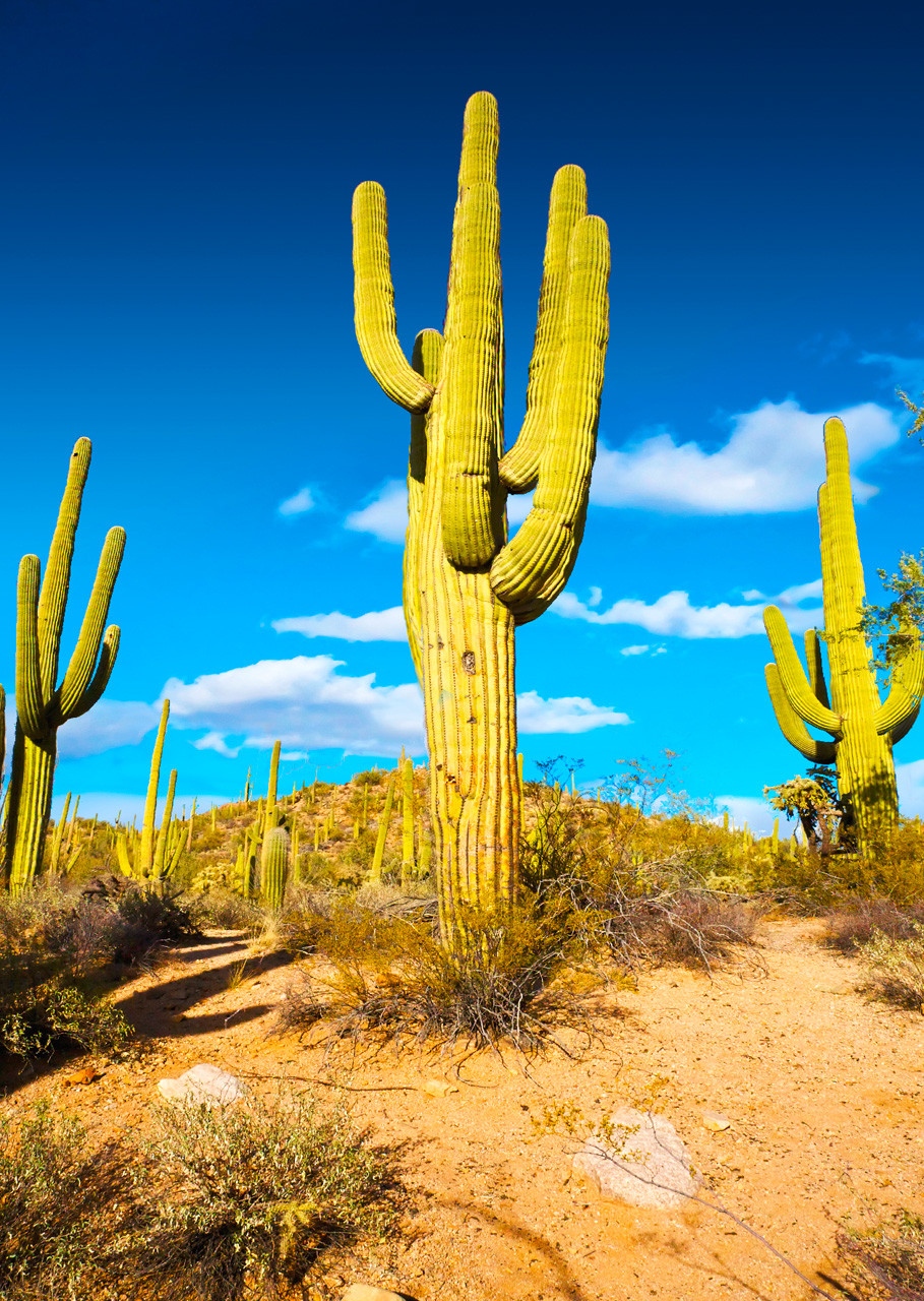 Saguaro Cactus - Postcard - Authentic Cards, Inc.