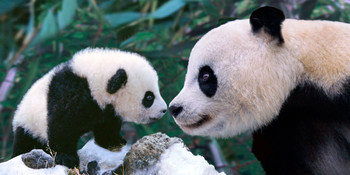 Panda nose to nose Long Card Panda nose to nose Long Card