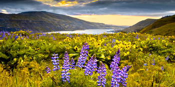 Columbia River Gorge - LongCard Columbia River Gorge - LongCard