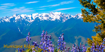 Hurricane Ridge, Washington - LongCard Hurricane Ridge, Washington - LongCard