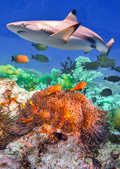 Shark and Coral - Postcard