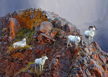 Sheep, Dall - Postcard