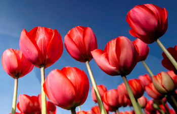Tulips 2 Flower Mini Card Card