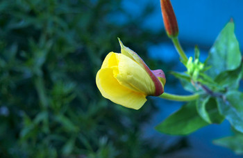 Primrose Flower Mini Card Card
