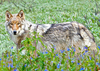 Wolf and Flowers - Postcard