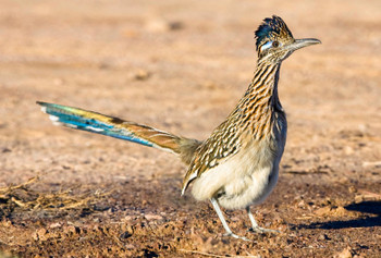 Roadrunner Magnet no name drop