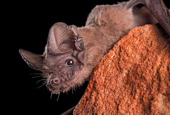 Bat, Brazilian Free-Tailed - Magnet