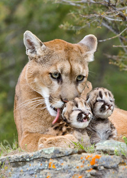 Cougar mother and cubs - Postcard