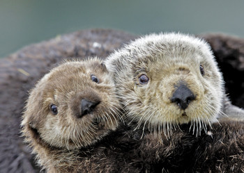 Otter, Sea close up - Postcard