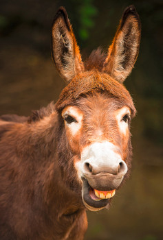 Donkey close up - Magnet