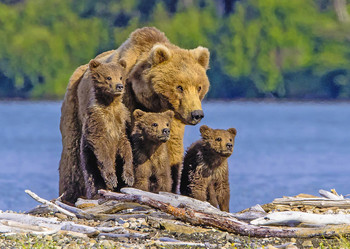 Brown Bear and triplets - Postcard